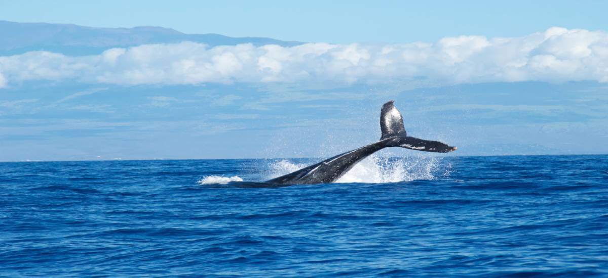 humpbacks-whale